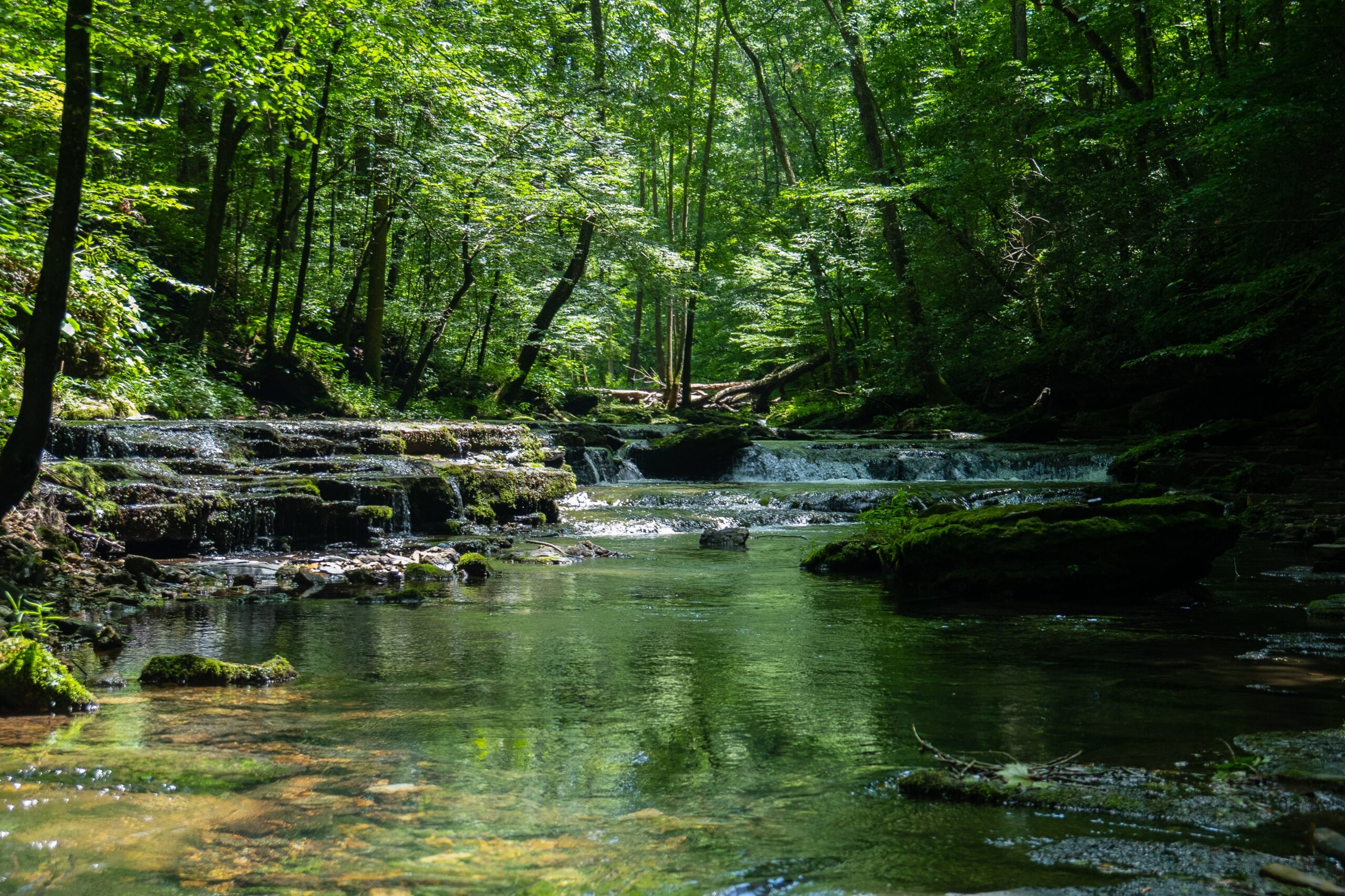 rivière passant dans une forêt